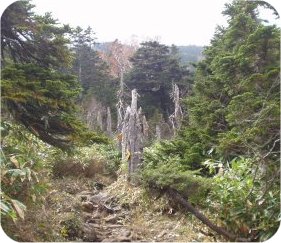 山の景色が変わってきた